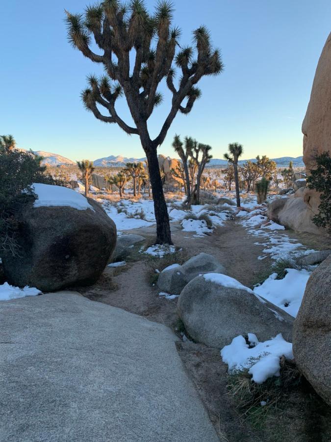 Popular Homestead! Location, Stargaze, Views! Joshua Tree Eksteriør bilde