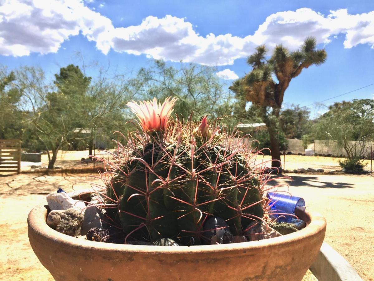 Popular Homestead! Location, Stargaze, Views! Joshua Tree Eksteriør bilde